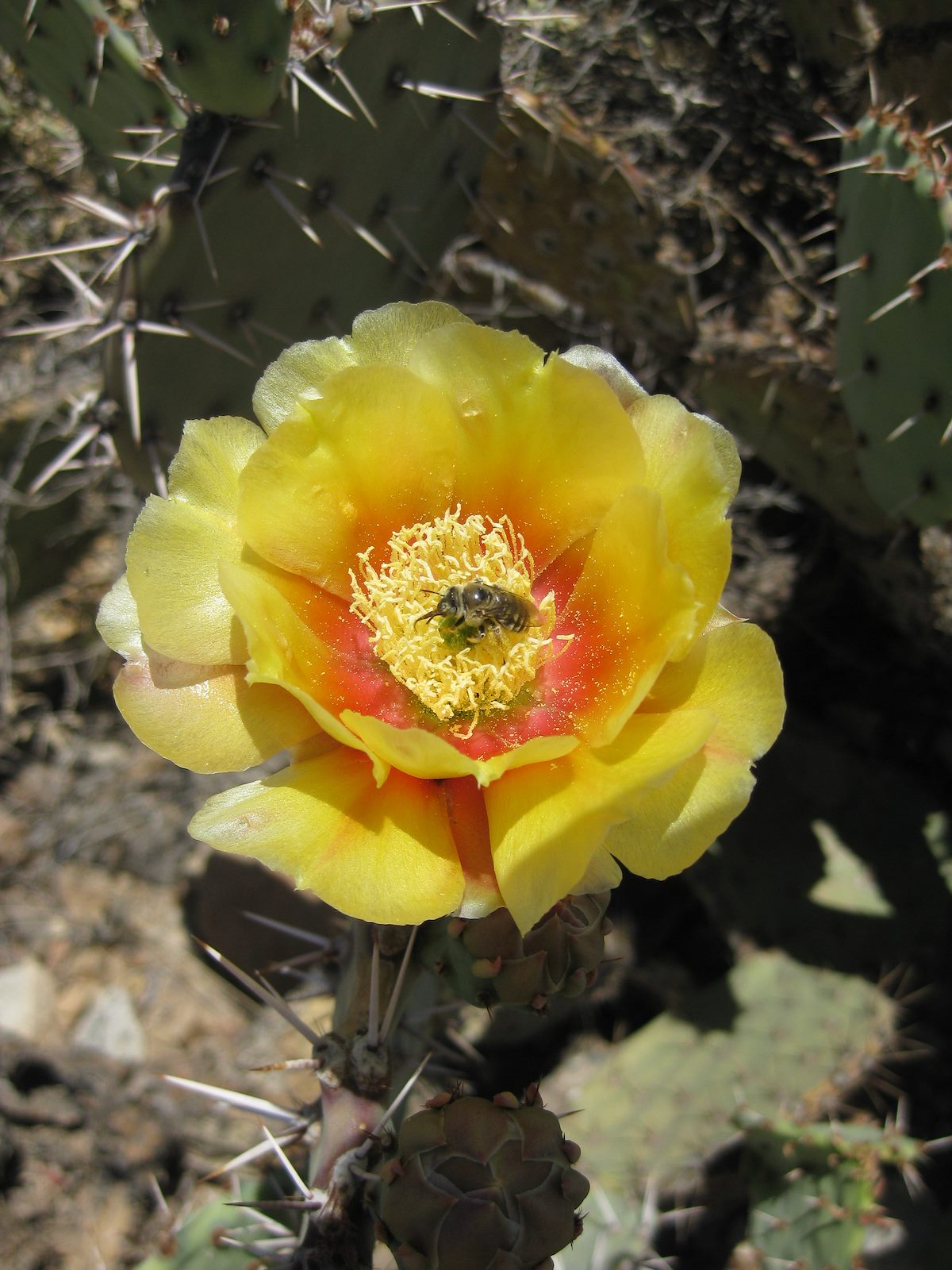 2010 May Prickly Pear Flower and Bee