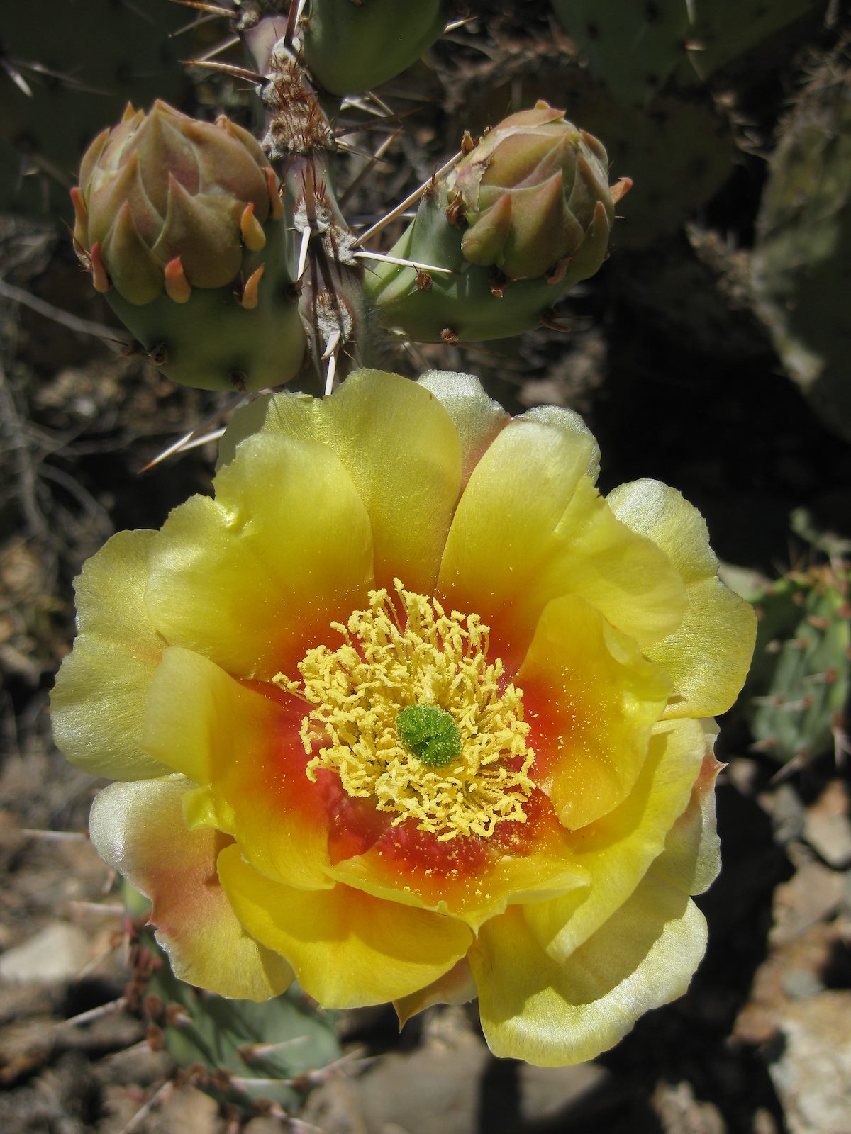 2010 May Prickly Pear Flower