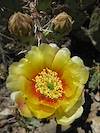 2010 May Prickly Pear Flower