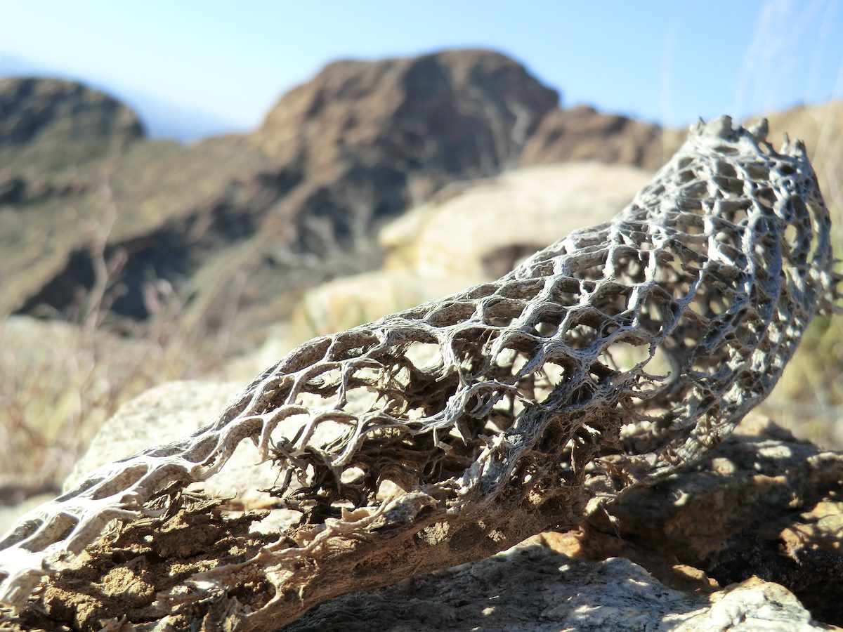 2011 December Cholla Skeleton