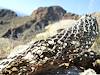 2011 December Cholla Skeleton