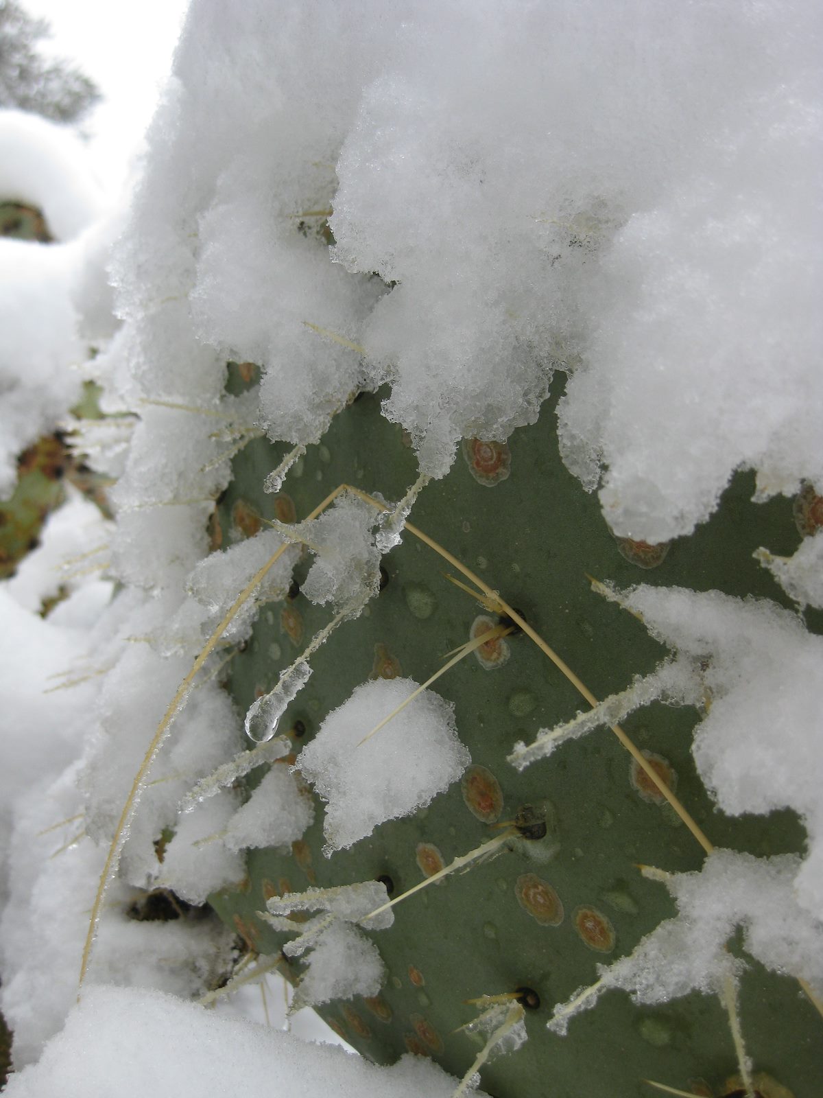 2011 December Frozen Prickly pear Needles