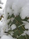 2011 December Frozen Prickly pear Needles