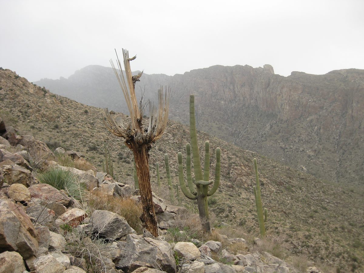2011 December Mist Coming down Pima Canyon