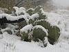 2011 December Prickly Pear in Snow, close