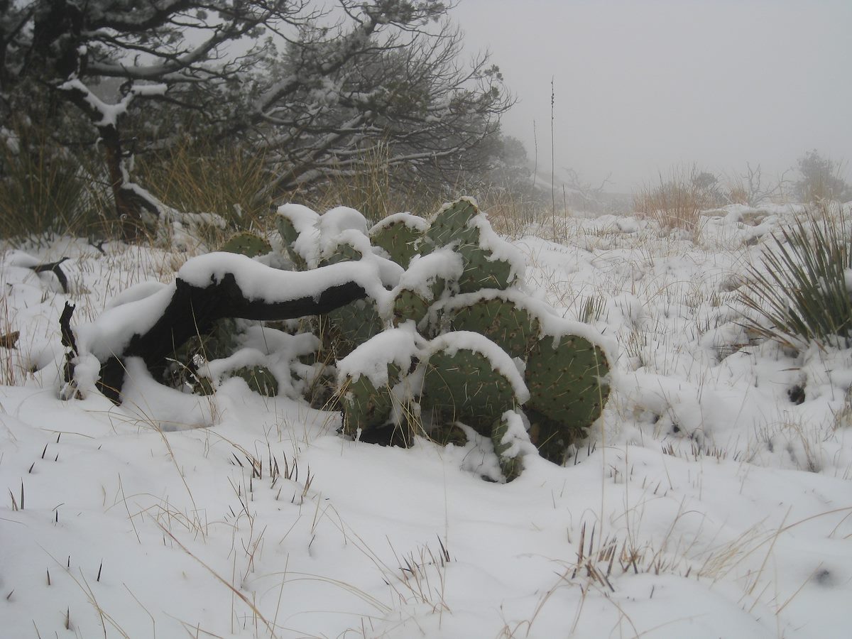 2011 December Prickly Pear in Snow, far