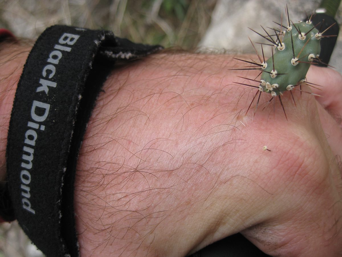 2011 December Small Cholla in the hand