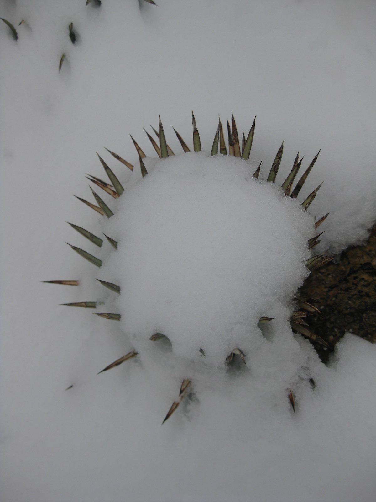 2011 December Snow, Shindagger Crown