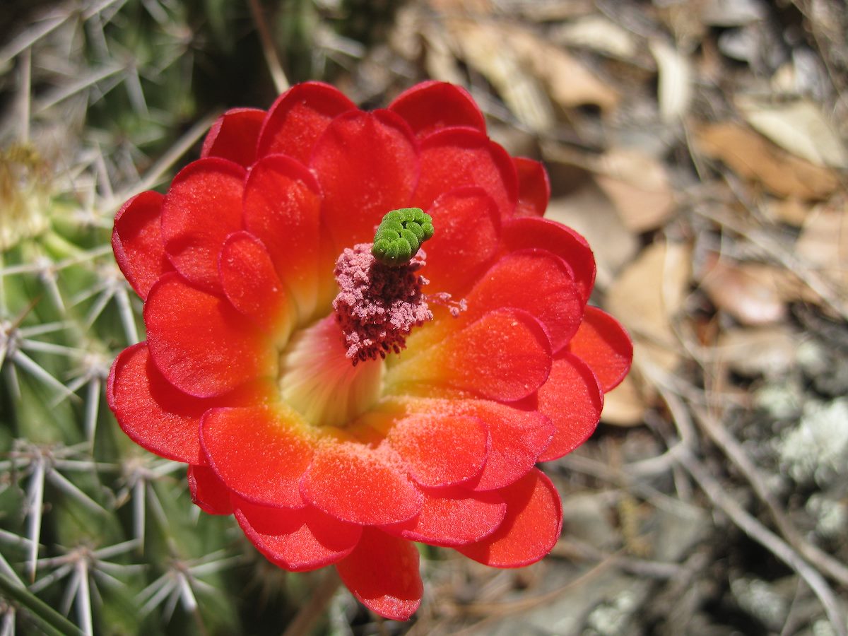 2011 May Cactus Flower Above Edgar Canyon