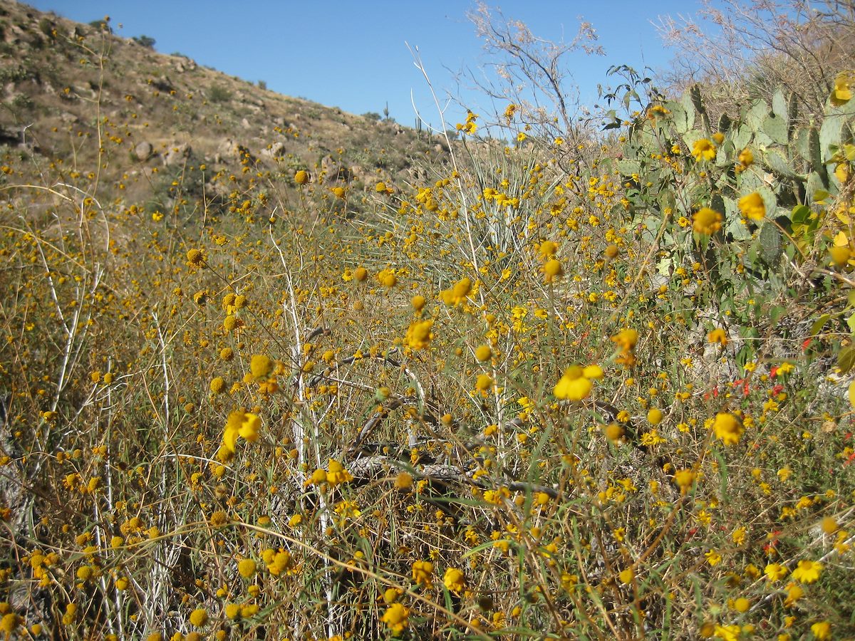 2011 November Flowers in the Canyon heading down to Montrose Canyon