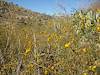 2011 November Flowers in the Canyon heading down to Montrose Canyon
