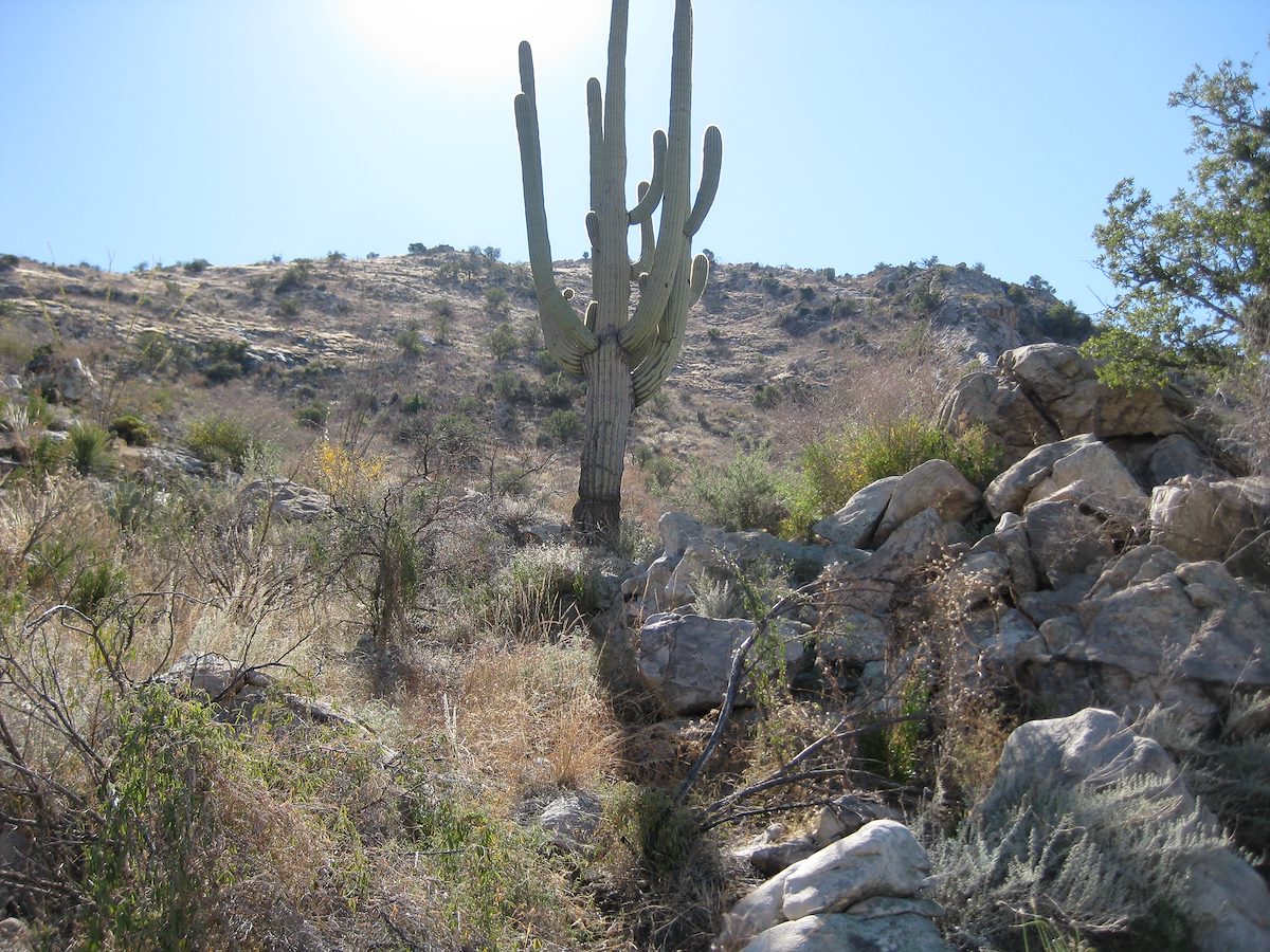 2011 November Hillside up to Buster Mountain