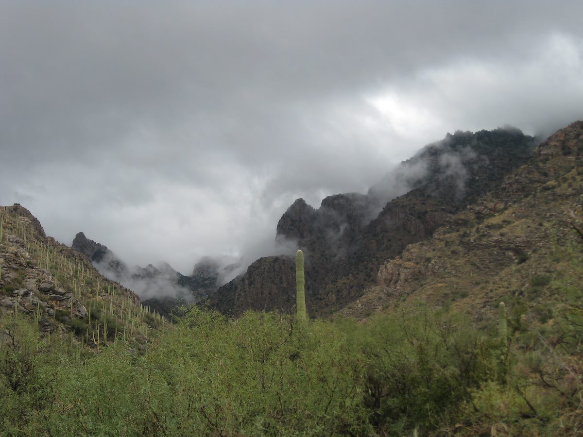 2011 November Looking up Pima Canyon from the Trail