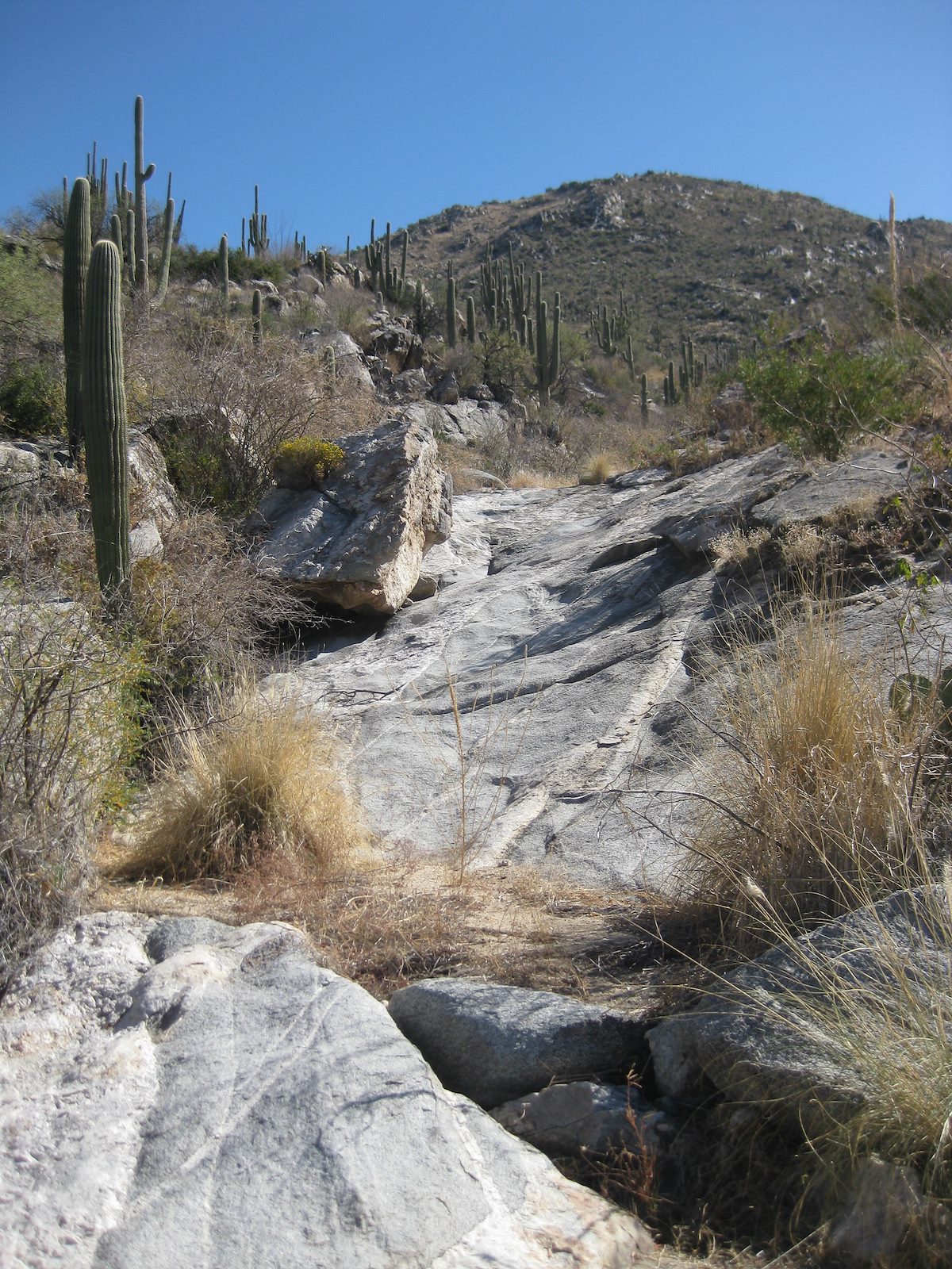 2011 November Off trail in a wash below Buster Mountain