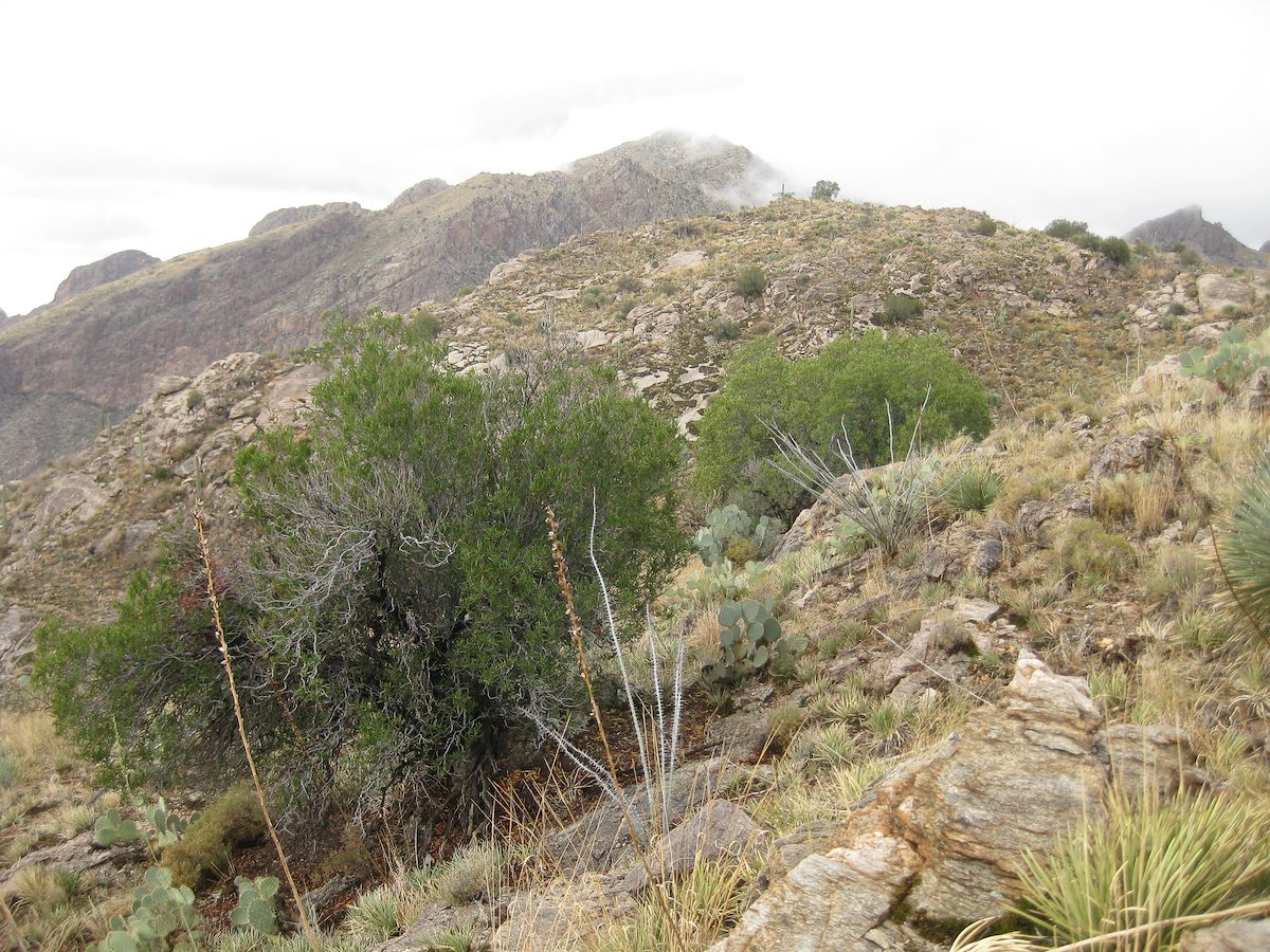 2011 November Rosewood Point