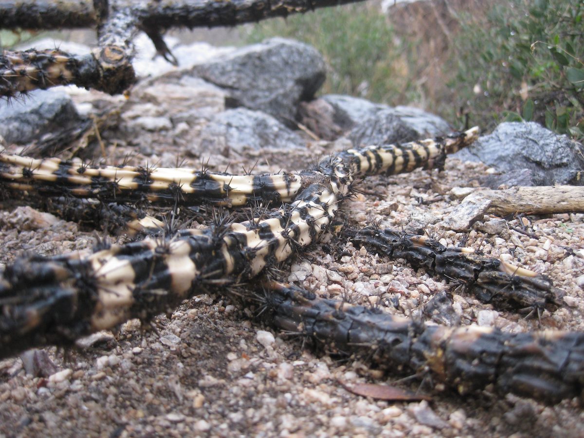 2011 November Snake Pattern on old Cholla