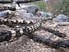2011 November Snake Pattern on old Cholla
