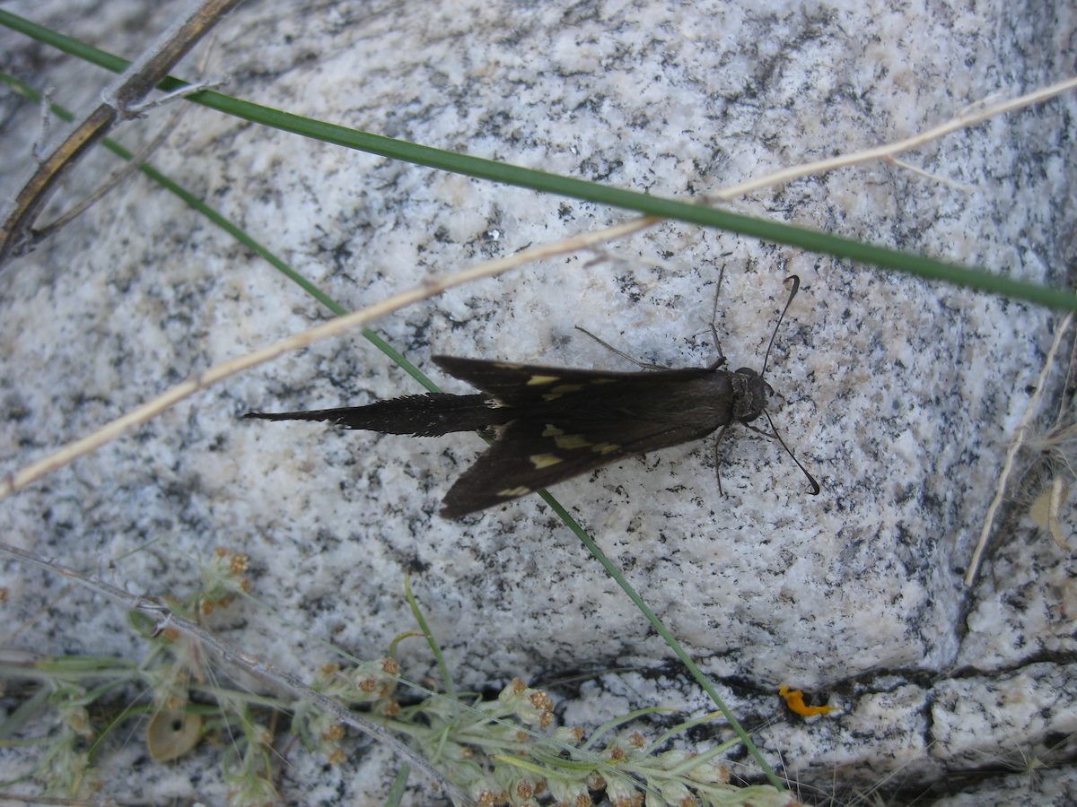 2011 November Unknown Insect