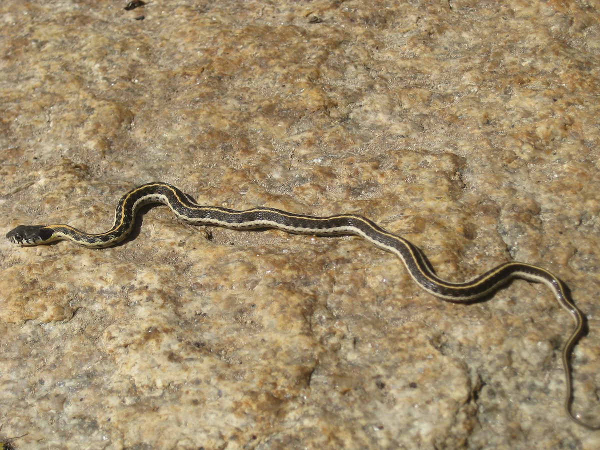 2011 October Black necked Garter Snake