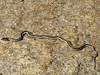 2011 October Black necked Garter Snake