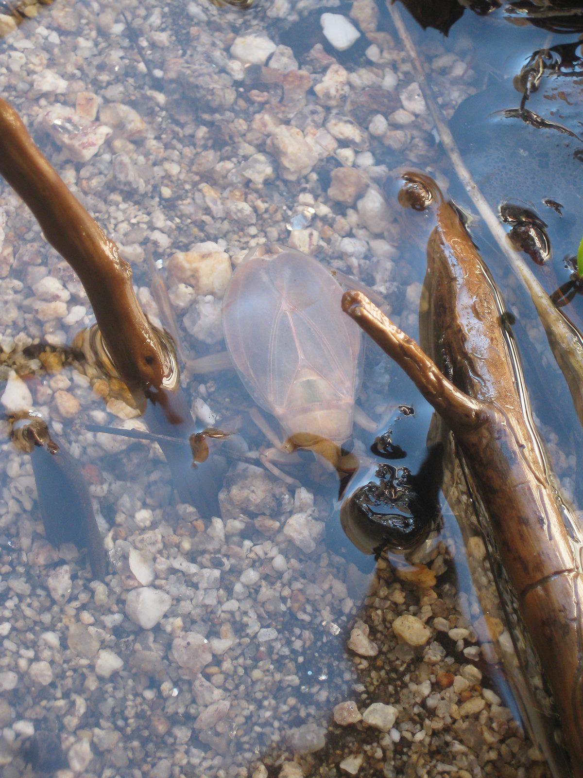 2011 October Ferocious Water Bug Unusual Color