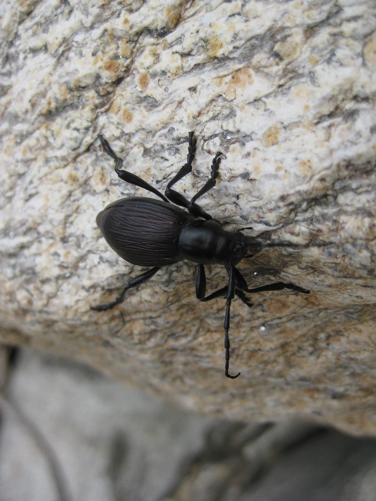 2011 October Stink Bug