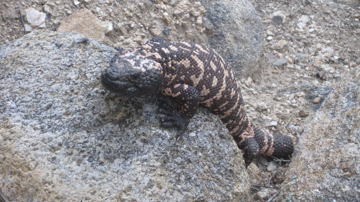 2011 September Gila Monster