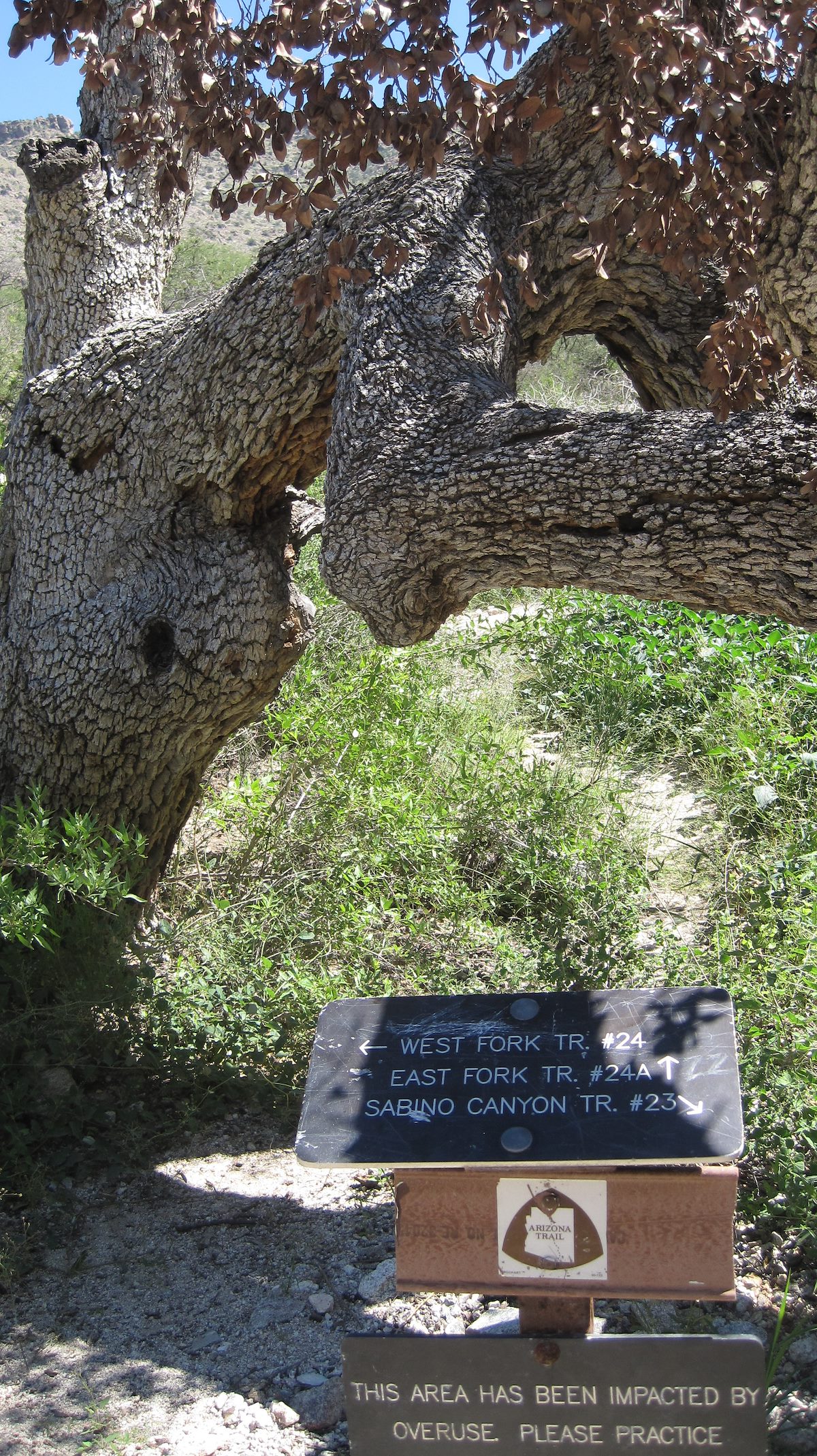 2011 September Last look at the trail