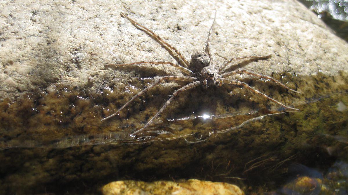 2011 September Long legged Water Spider