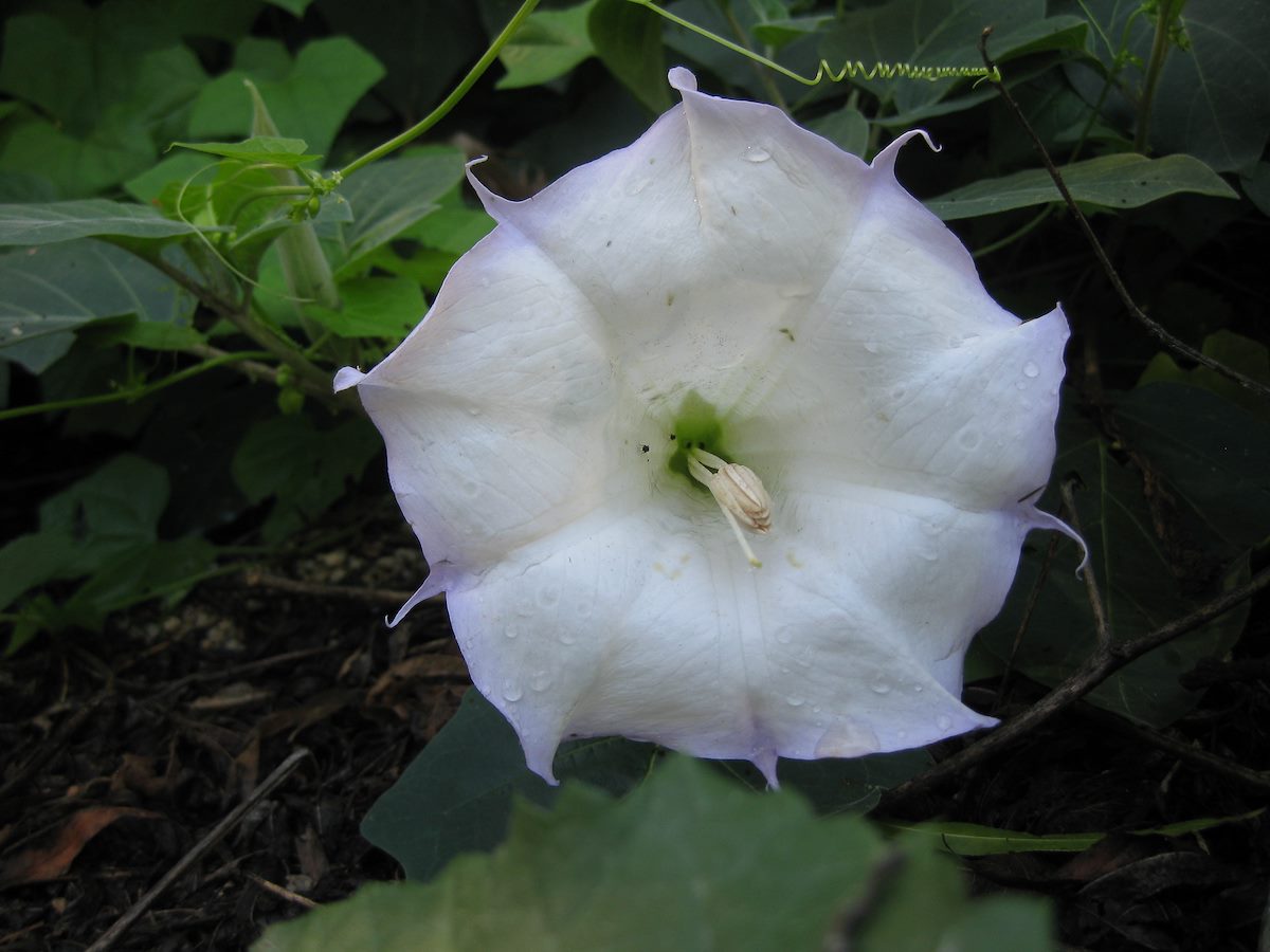 2011 September Sacred Datura near Sycamore Reservoir
