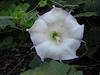 2011 September Sacred Datura near Sycamore Reservoir