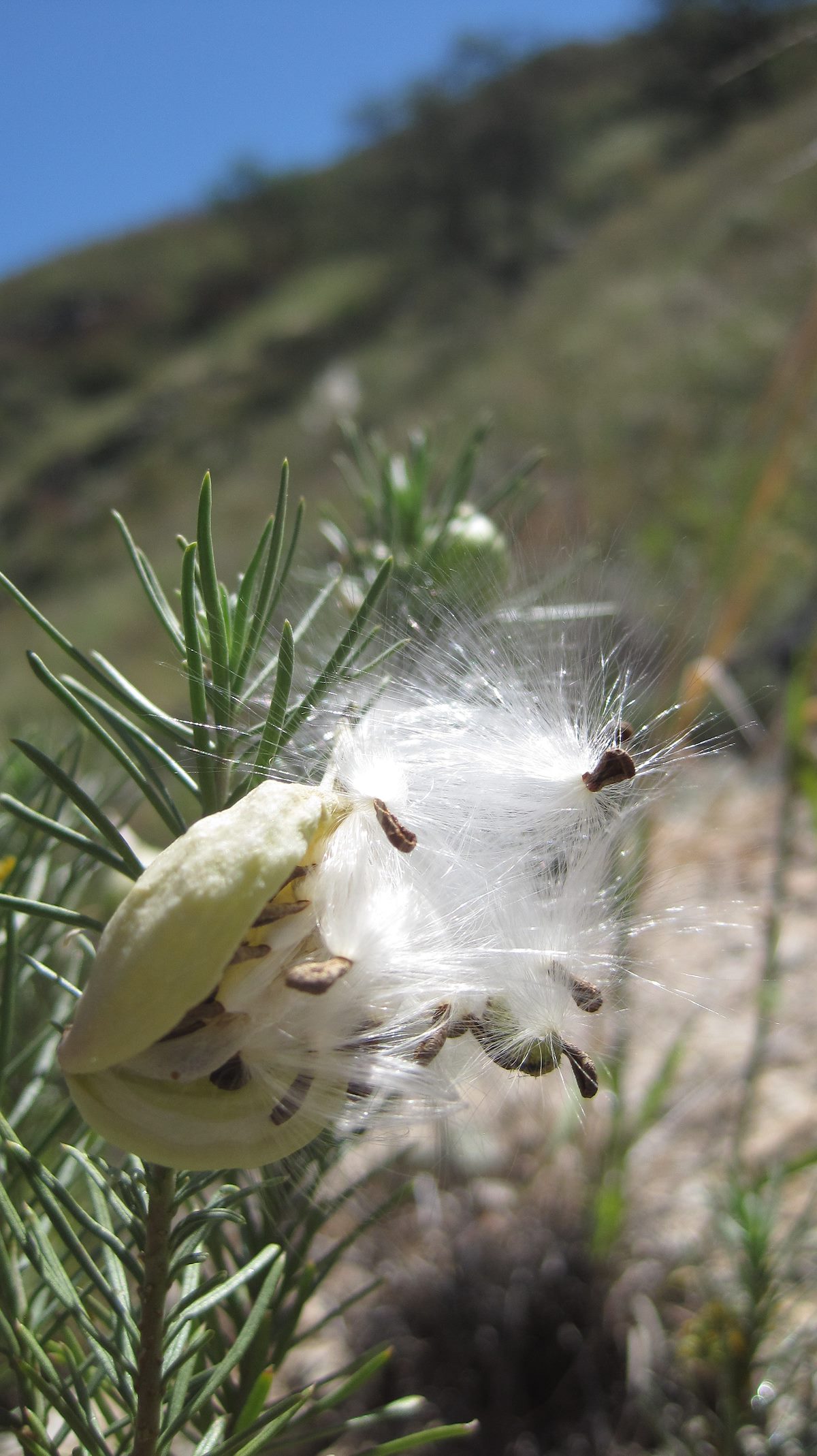 2011 September Seeds