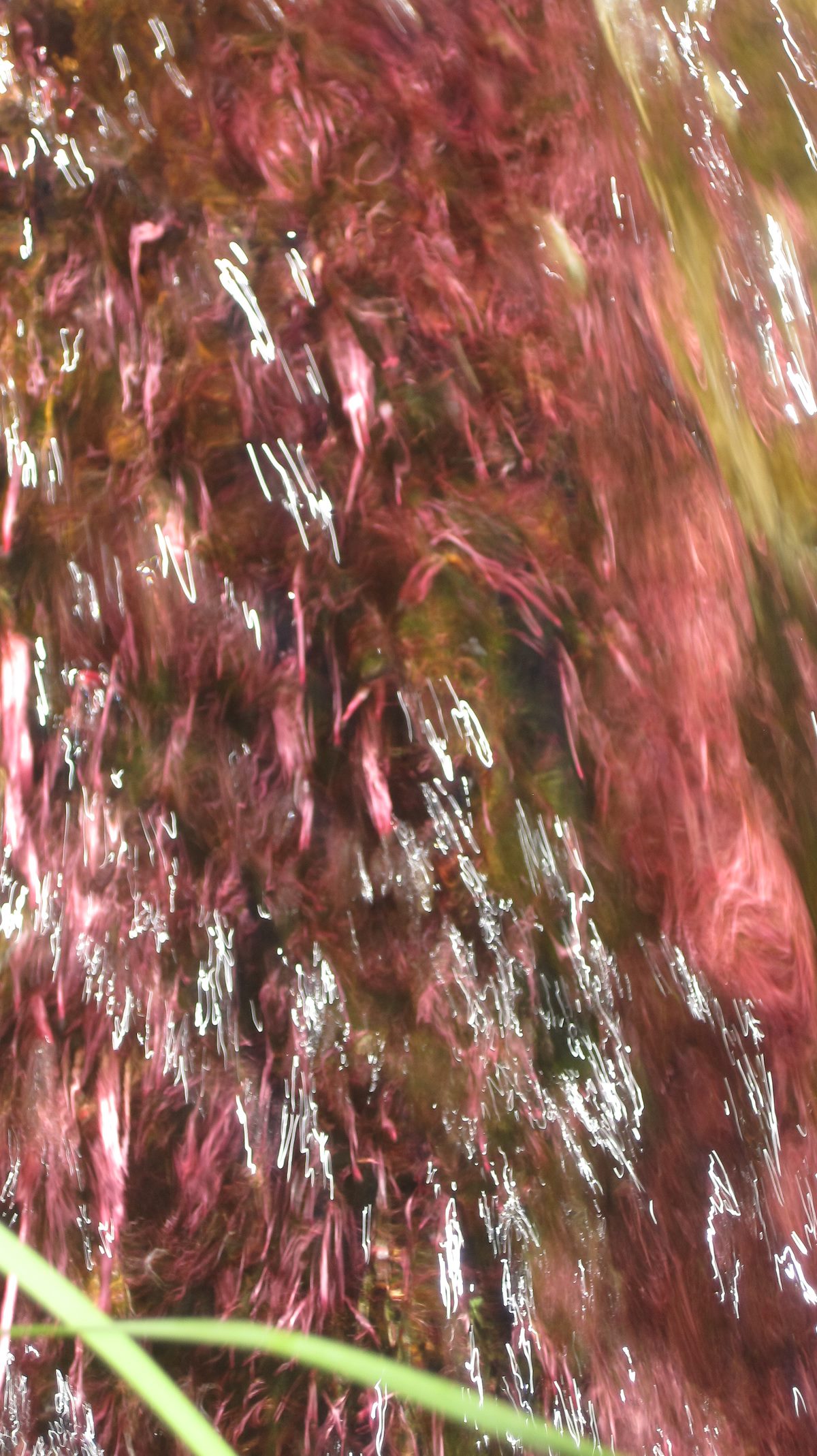 2011 September Water and Plant