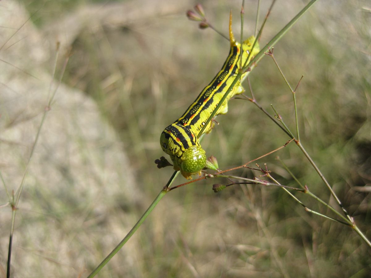 2011 September White lined sphinx Hyles lineata