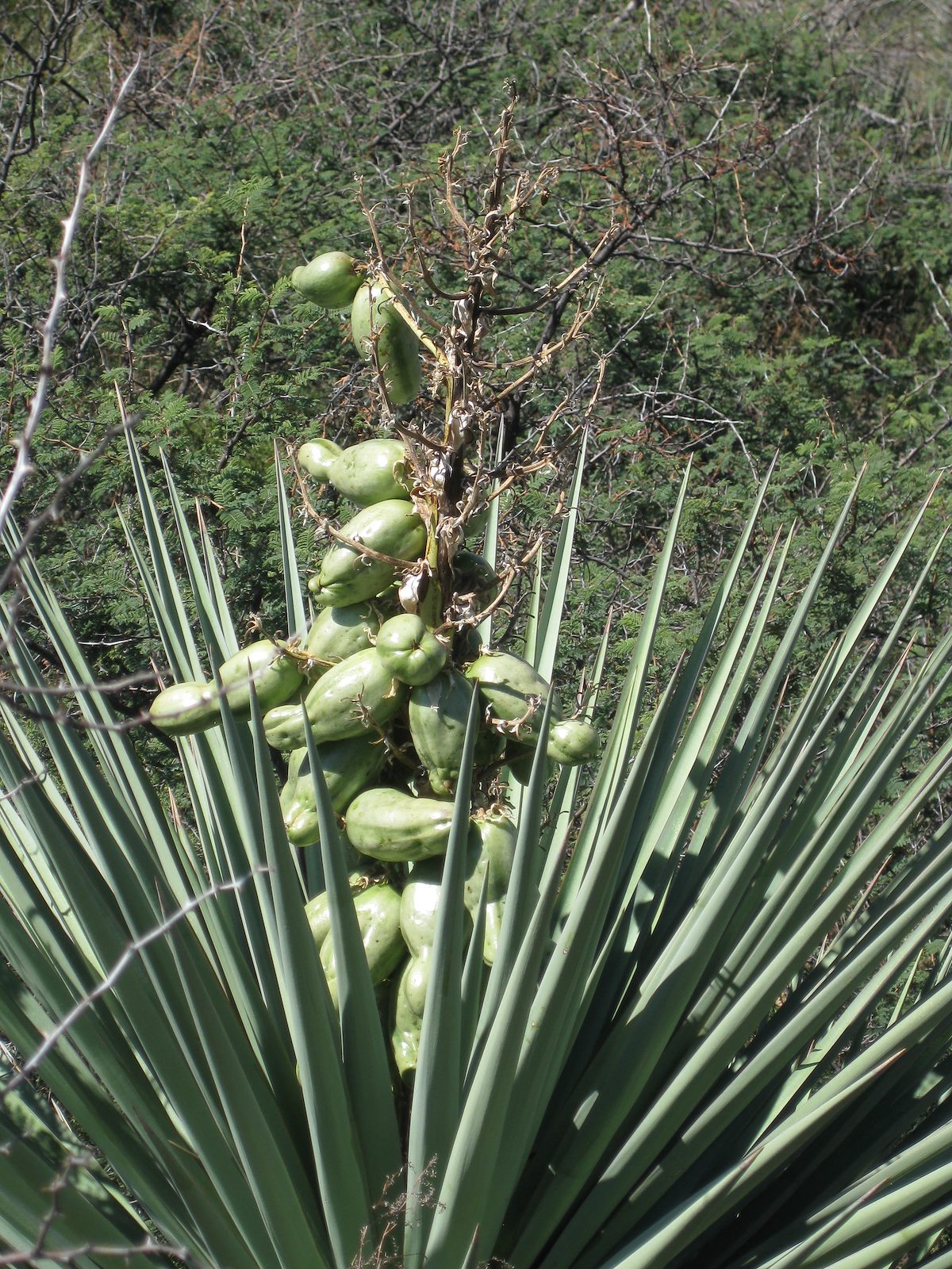 2011 September Yucca