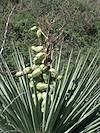 2011 September Yucca