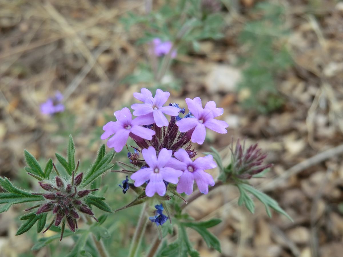 2012 April Dakota Mock Vervain