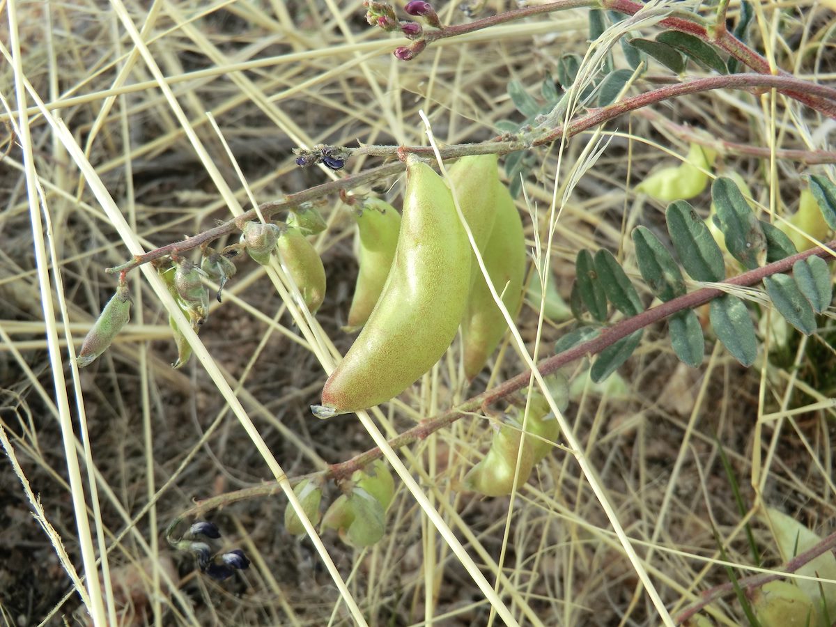 2012 April Locoweed - Astragalus - Gibbon Mountain