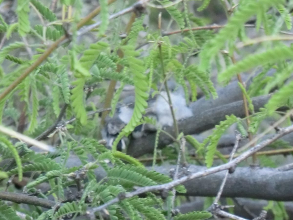 2012 April Puffballs
