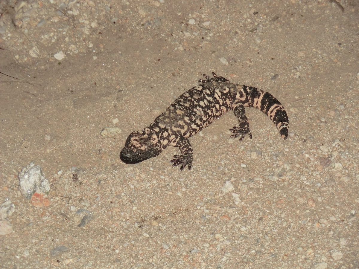 2012 August Gila Monster on the Pontatoc Ridge Trail