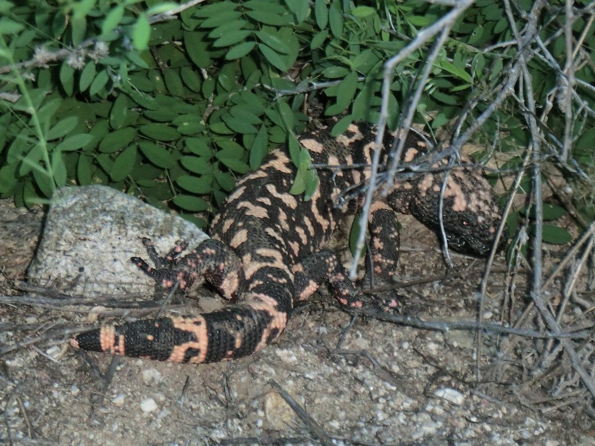 2012 August Gila Monster