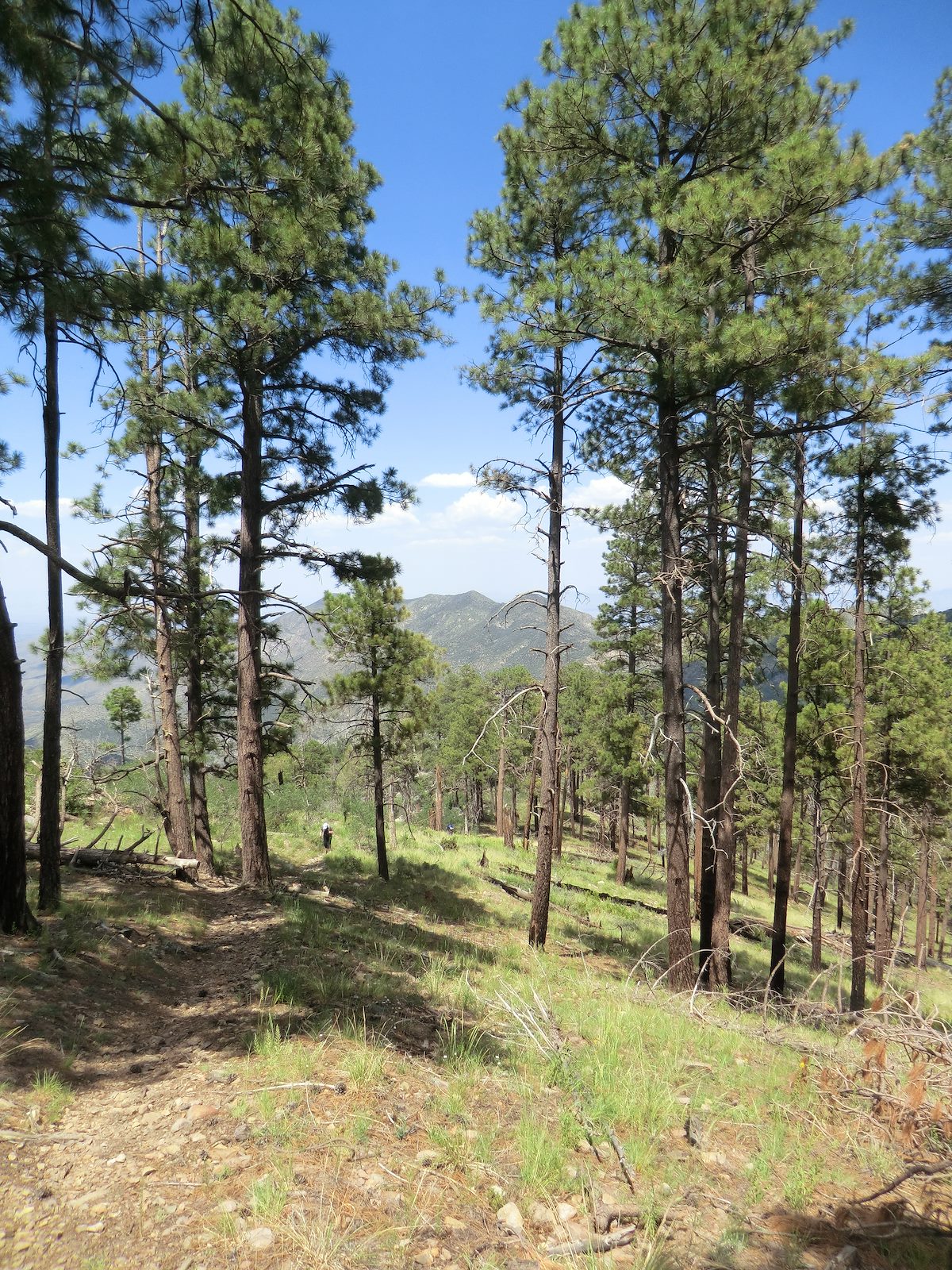 2012 August Higher on Red Ridge - Under some surviving trees