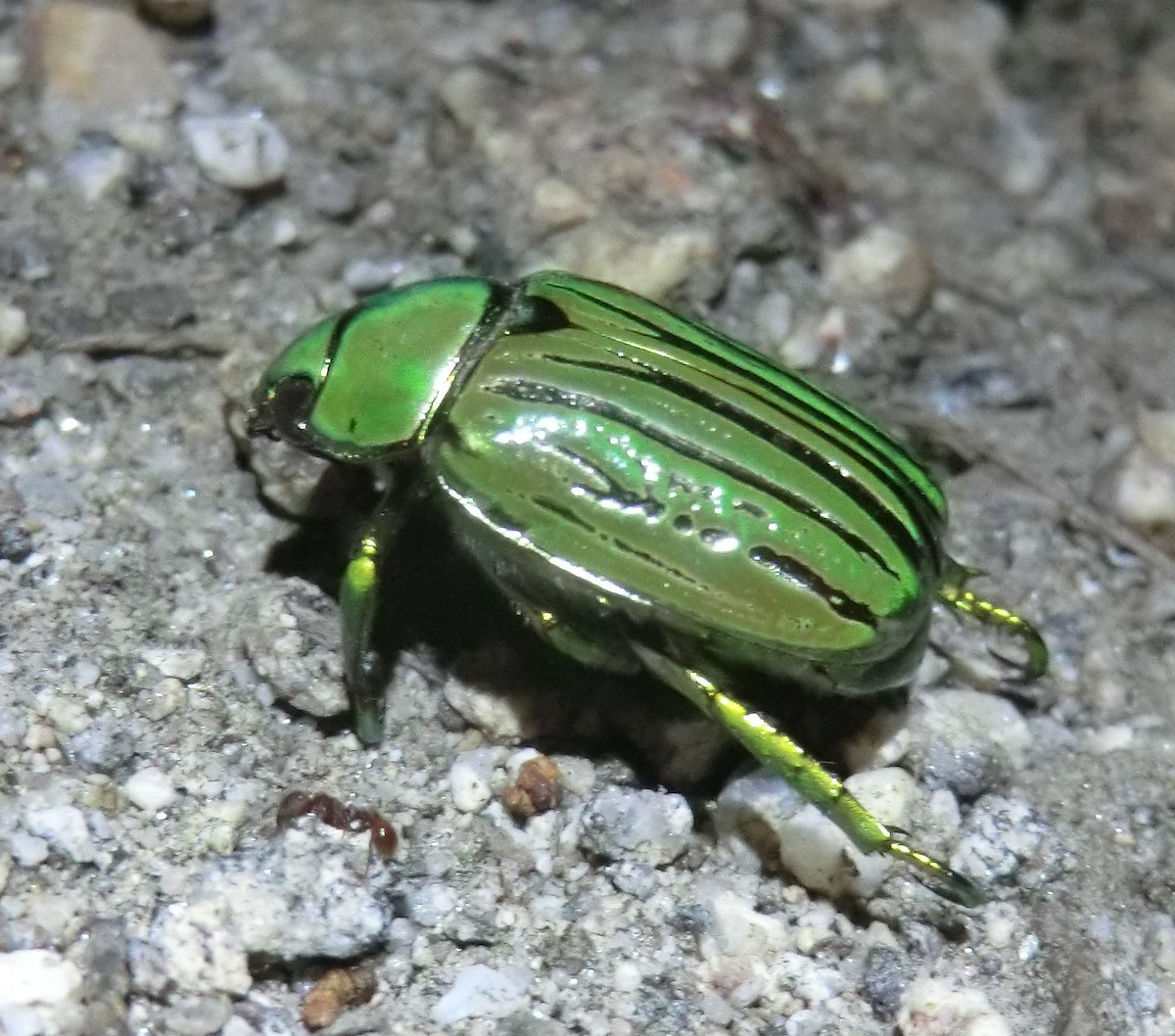 2012 August Jewel Scarab - Chrysina gloriosa