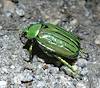 2012 August Jewel Scarab - Chrysina gloriosa