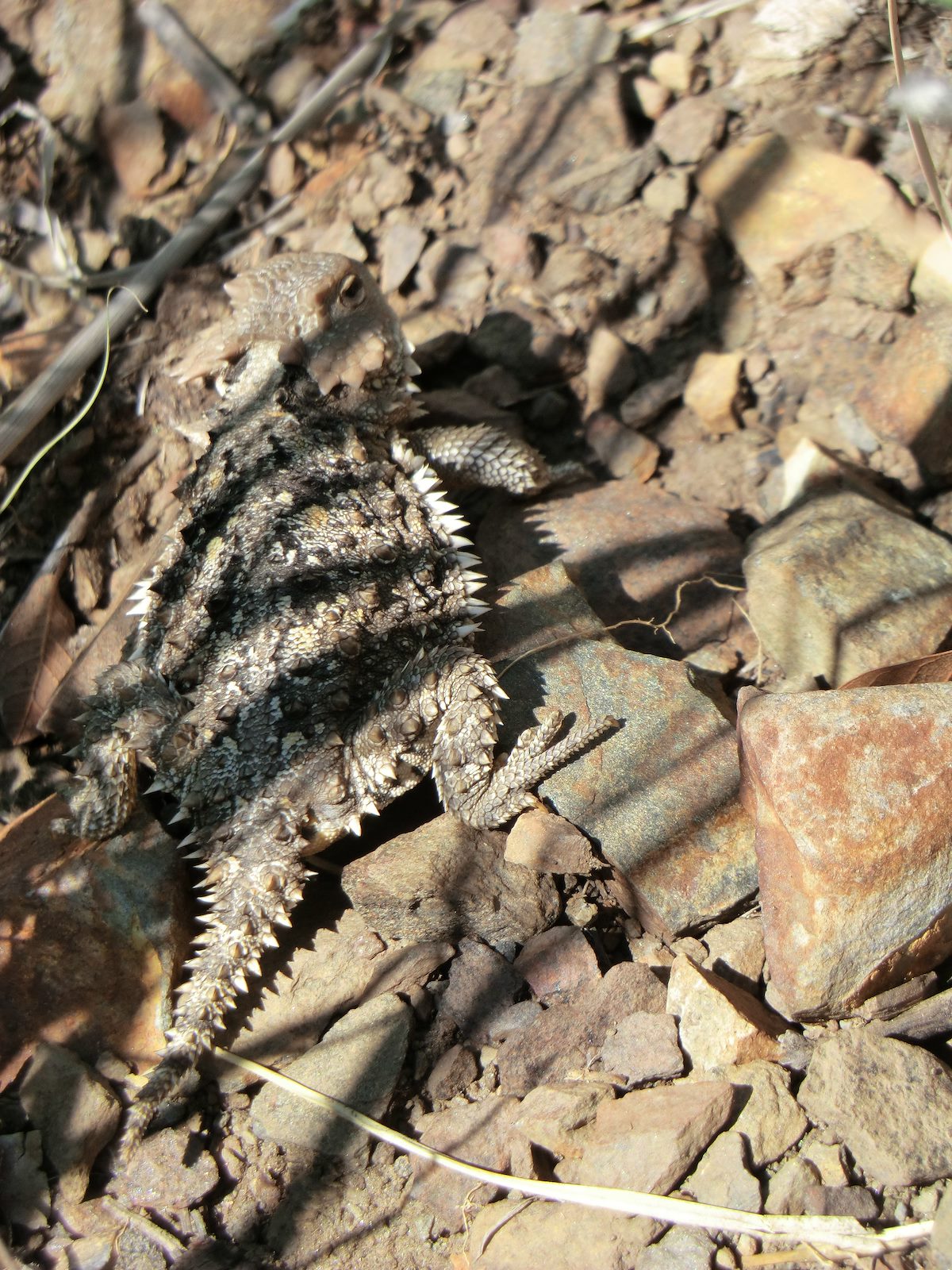 2012 August Larger Horned Lizard