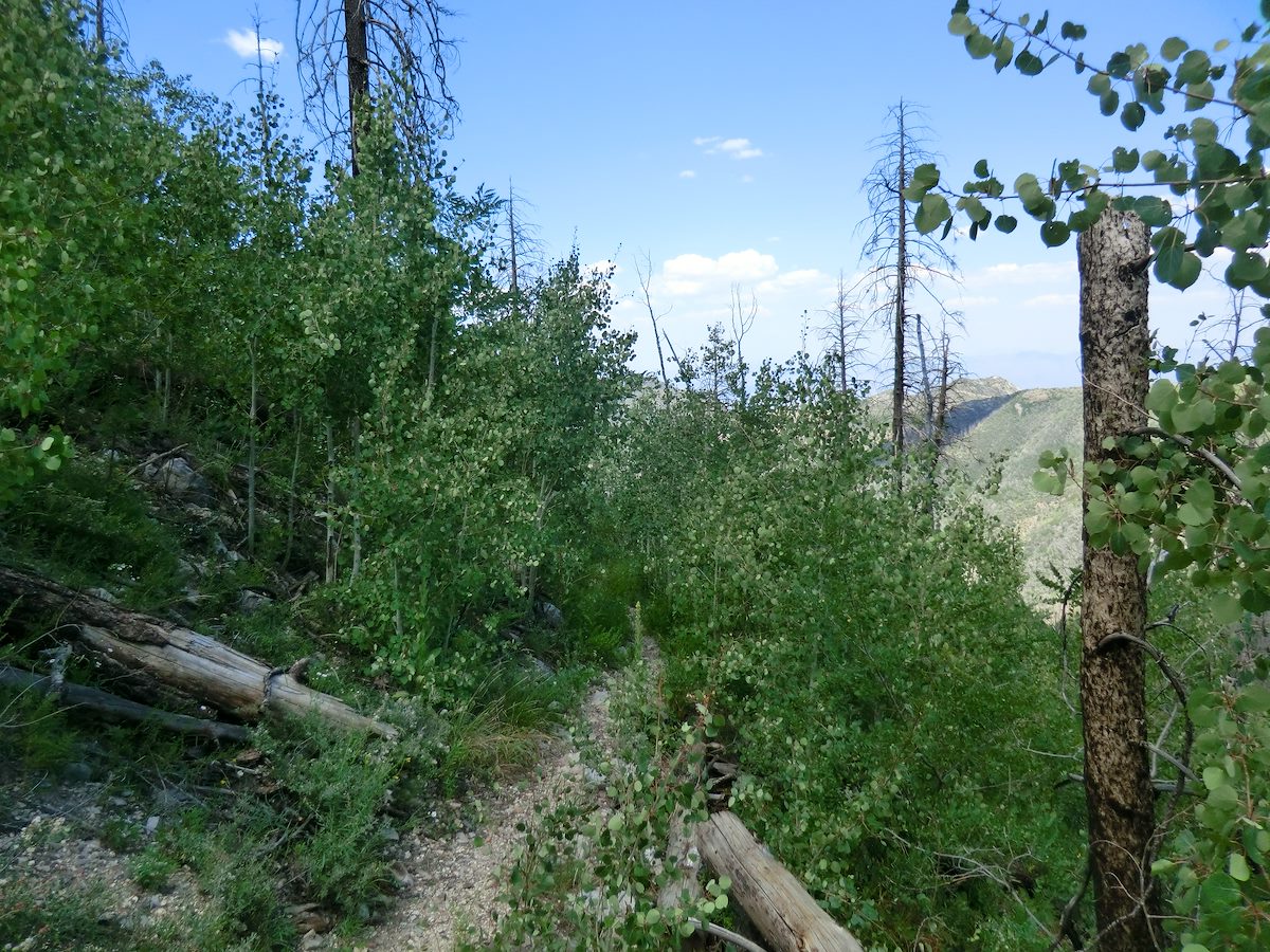 2012 August Near the top of the Red Ridge Trail