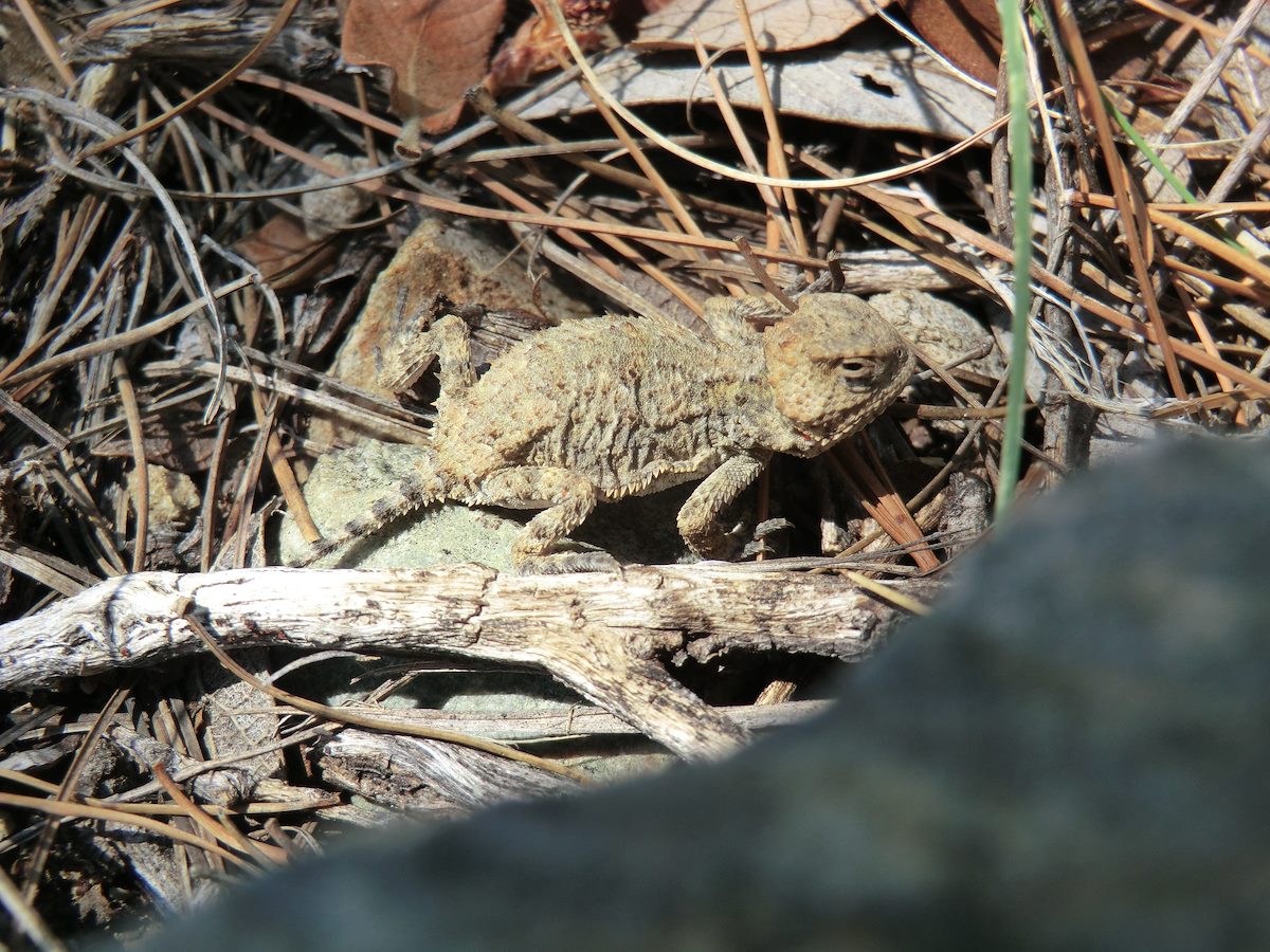 2012 August Smaller Horned Lizard
