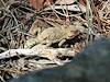 2012 August Smaller Horned Lizard