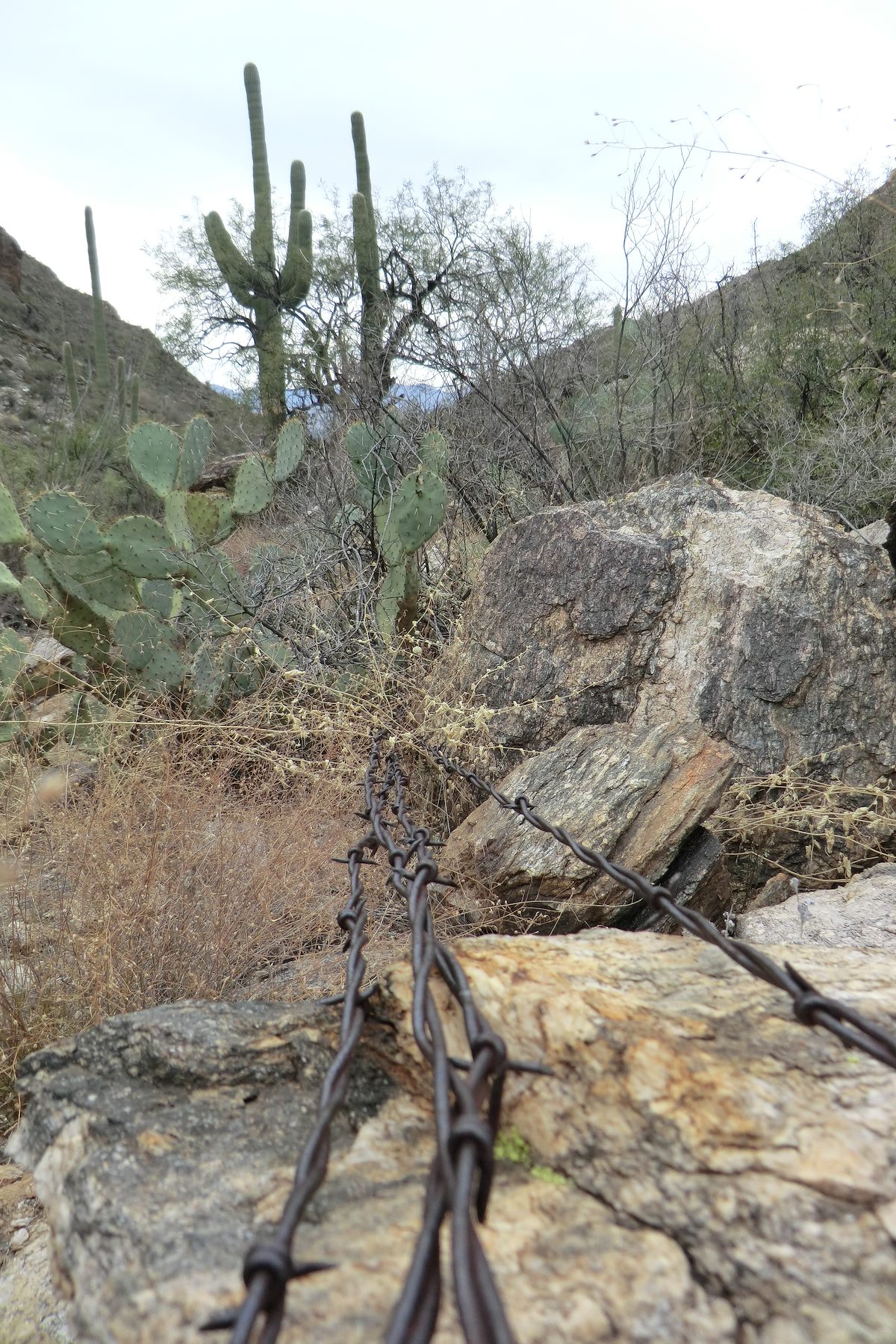 2012 December Barbed Wire near Pima Canyon