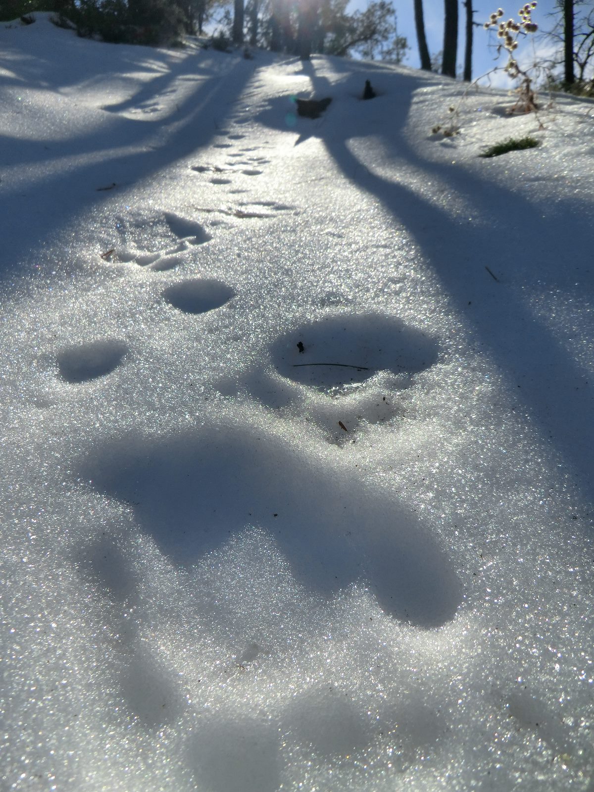 2012 December Tracks along the trail